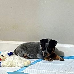 Girl 2 - Blue mottled female Australian Cattle Dog puppy in Carthage, Missouri from MO Morningstar Heelers