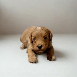 Teddy - Red male Maltipoo puppy in Bells, Texas from Partridge Doodles and Poodles