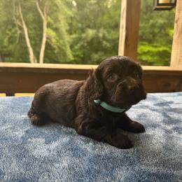 Teal collar - Chocolate female Boykin Spaniel puppy in Comer, Georgia from Weavers Kennels