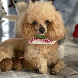Carmeline - Poodle