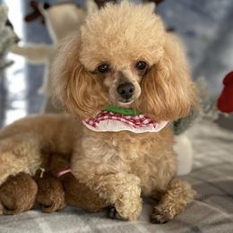 Carmeline - Poodle