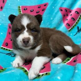 AKC Brazil - Red and white female Siberian Husky puppy in Centreville, Maryland from Huskies By the Bay