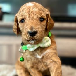 Rolex - Brown and white male Bernedoodle puppy in San Antonio, Texas from Pyper Bernedoodles SATX