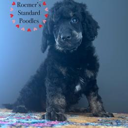 Phantom Female - Phantom female Poodle puppy in Wabasha, Minnesota from Roemer’s Standard Poodles
