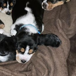 Basset Hound Puppies from D & D Kennels