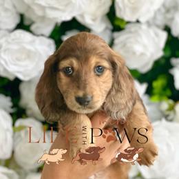 Armie (cyan) - Dapple male Dachshund puppy in Palm Bay, Florida from Life With Mini Paws