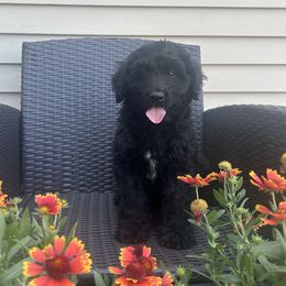 Tux - Black male Australian Labradoodle puppy in Morristown, New Jersey from English Manor Labradoodles