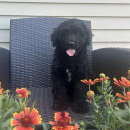 Tux - Black male Australian Labradoodle puppy in Morristown, New Jersey from English Manor Labradoodles