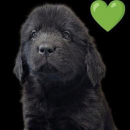 Black Newfoundland Female Neon Green Collar - Black female Newfoundland puppy in Burfordville, Missouri from Umfleet Farms