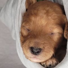 Boy 2 - Double Doodle puppy in Georgia from Snug-a-Doodles