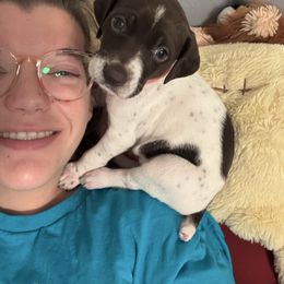 Coco - Liver and white female German Shorthaired Pointer puppy in Logan, Utah from On Point Gun Dog's of Utah