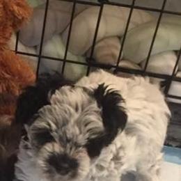 Miniature Schnauzer Puppies from Schnauzers Paradise USA