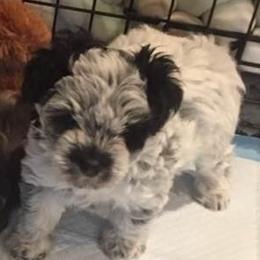Miniature Schnauzer Puppies from Schnauzers Paradise USA