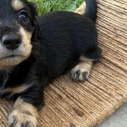 Black and tan longhair female (hot pink collar) - Black and tan female Dachshund puppy in Manteca, California from Sweet and Low Dachshunds