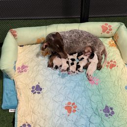 Boy 2 (Chocolate-tan) - Piebald male Dachshund puppy in Irving, Texas from DFW Dachshunds by G & S