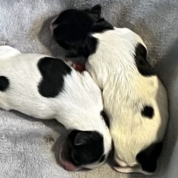 Biewer Terriers from Biewer de las Flores