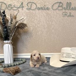 Reba - Fawn (isabella) and cream female Dachshund puppy in Wichita Falls, Texas from D&A Doxie Belles