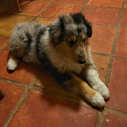 Boy 1 - Blue merle white and tan Collie puppy in Costilla, New Mexico from Belle Fleur Collies