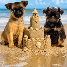 Brussels Griffon Puppies from Robin’s Griffons