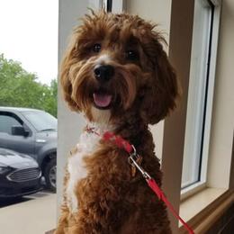 Boston - Goldendoodle