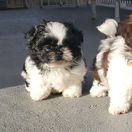Shih Tzus from Pretty Shih Tzus