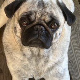 Thea - Pug