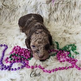 Cub - Merle male Cockapoo puppy in Mancelona, Michigan from Lavender poodles & doodles