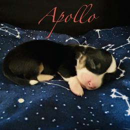 Boy 1 - Black and white male American Corgi puppy in Cocoa, Florida from Cascadian Space Coast Corgis LLC