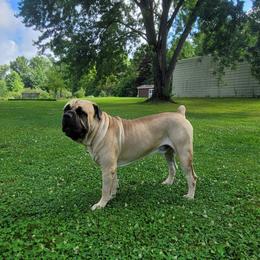 Romeo - Cane Corso