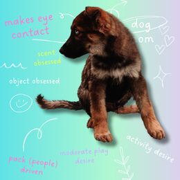 Australian Shepherd and German Shepherd Puppies from Savage K9