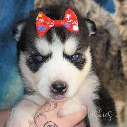 Calypso - Sable and white female Siberian Husky puppy in Richland, Mississippi from Feazell’s Siberian Huskies