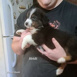 HEIDI - Black tri-color female Australian Shepherd puppy in Elk Creek, Missouri from Hearts on Fire Australian Shepherds