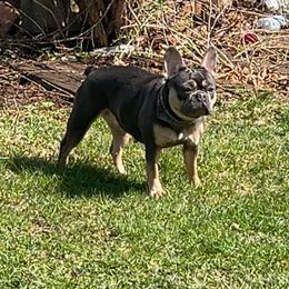 Kardi - French Bulldog