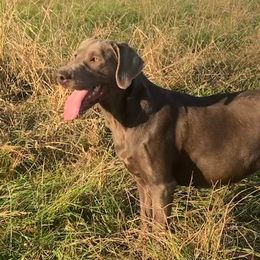Skye - Labrador Retriever