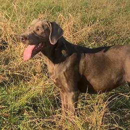 Skye - Labrador Retriever