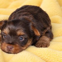 Brownie - Chocolate and tan male Yorkshire Terrier puppy in Springfield, Ohio from LUXEYPUPS
