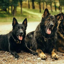 German Shepherds from Dakonic German Shepherds