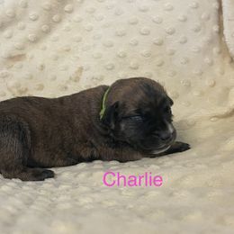 Boerboel, Shorkie, and Toy Australian Shepherd Puppies from SATA Kennels