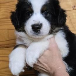 Dottie boy 3 - Black tri male Miniature Australian Shepherd puppy in Hampton, Tennessee from TC Farms Stock Dogs - Miniature Australian Shepherds