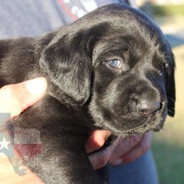 Labrador Retriever Puppies from Mariani Labrador Retrievers