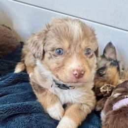 Spirit - Red merle male Aussiedoodle puppy in Columbia Falls, Montana from Firefly Aussies & Aussiedoodles