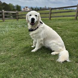 Otis - Golden Retriever