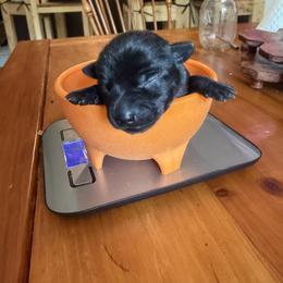 Chihuahua Puppies from Nine Mile Farms