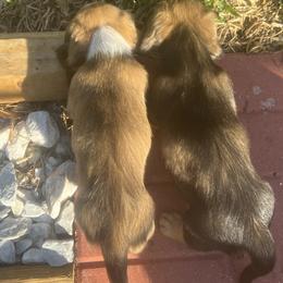Dachshund Puppies from Irish Paws Dachshund Ranch 23 AKC Dachshunds