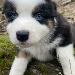 Miniature Australian Shepherds from Offgrid Aussies