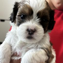 Biscuit - Brindle and white female Mal-Shi puppy in Yulee, Florida from Malshipoos