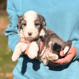 Caroline - Blue merle female Bernedoodle puppy in Sugarcreek, Ohio from Cuddly Companion Doodles