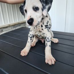 Rango - White and black Dalmatian puppy in Anderson, South Carolina from Raven River Ranch