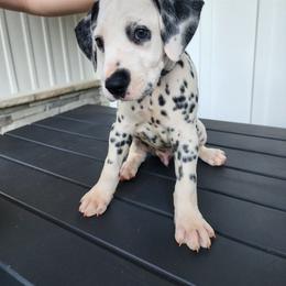 Rango - White and black Dalmatian puppy in Anderson, South Carolina from Raven River Ranch