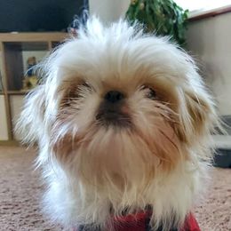 Shih Tzus from Su Dee's Shih tzus